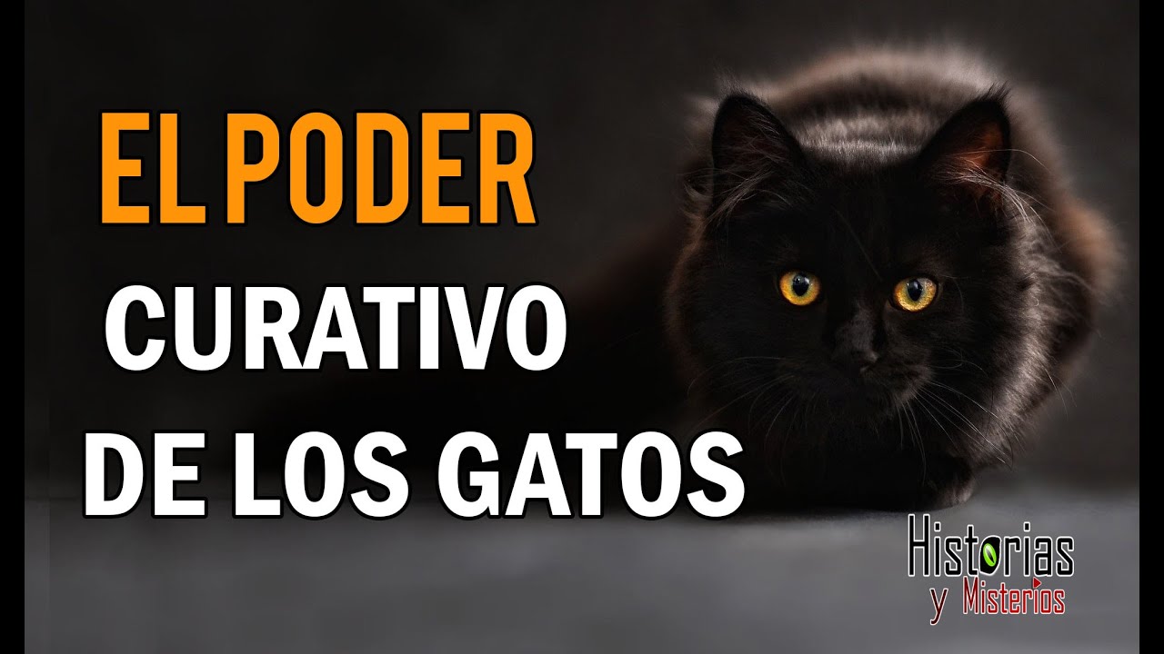 EL PODER CURATIVO DE LOS GATOS ( Mira por qué deberías tener un gato en tu casa )