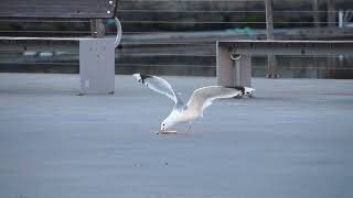 The one-legged seagull