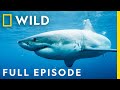 Killers of the Ocean: Orcas vs. Great Whites (Full Episode) | Nat Geo Wild DEFAULT Thumbnail