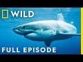 Killers of the Ocean: Orcas vs. Great Whites (Full Episode) | Nat Geo Wild