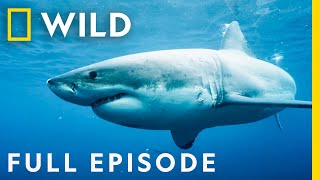 Killers of the Ocean: Orcas vs. Great Whites (Full Episode) | Nat Geo Wild