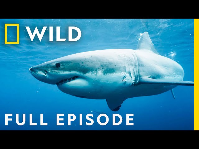 Killers of the Ocean: Orcas vs. Great Whites (Full Episode) | Nat Geo Wild SDDEFAULT Thumbnail