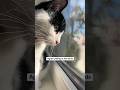 My Cute Tuxedo Cat Kitten Chattering And Yelling At Her Birds