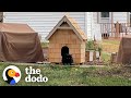 Couple Builds Stray Cat The Coziest House Ahead of Winter | The Dodo