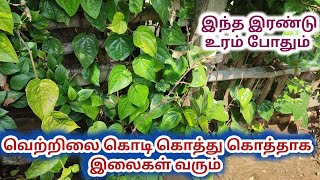வெற்றிலை கொடிகள் அதிக இலைகள் உடன் செழிப்பாக வளர Super Tips |#vetrilai Kodi valarppu in Tamil