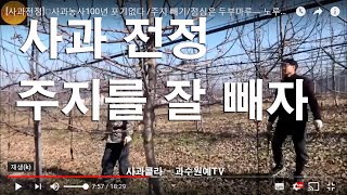 [사과전정.사과재배]