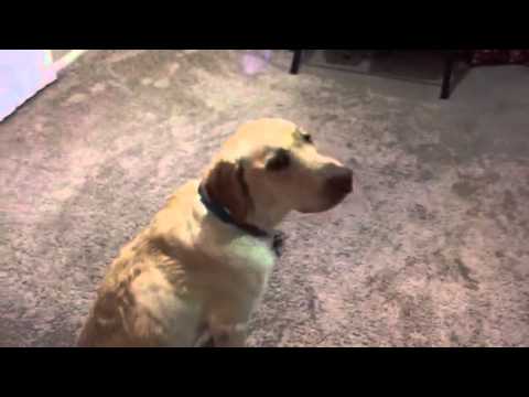 Cooper demonstrating patience waiting for dinner