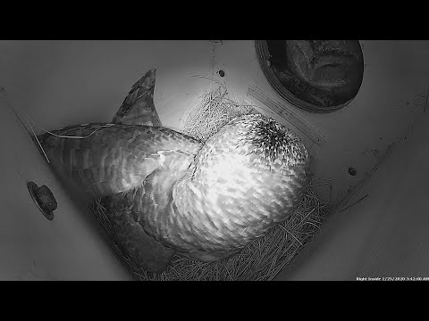 Barred Owls Evict Squirrel from Their Nesting Box!