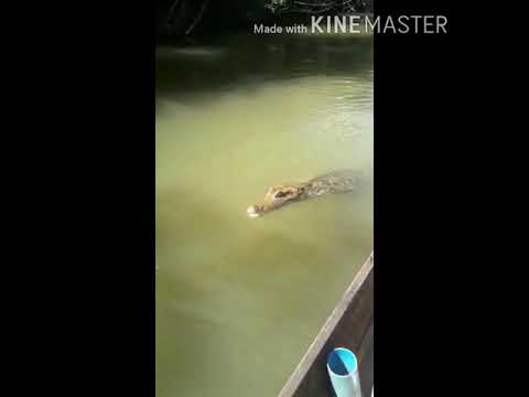 JACARÉ ATACANDO  MANDI E A PIRANHA