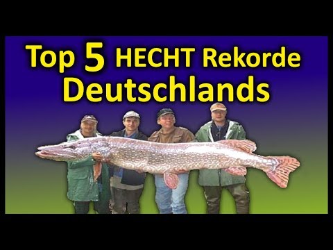 Top 5 Rekord HECHTE Deutschlands | 1,46 Meter Hecht
