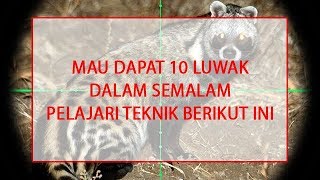 Download lagu MAU BERBURU 10 LUWAK DALAM SEMALAM - INI DIA TEKNIK JITUNYA mp3