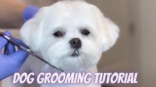 DOG GROOMING TUTORIAL - Step by Step Maltese haircut