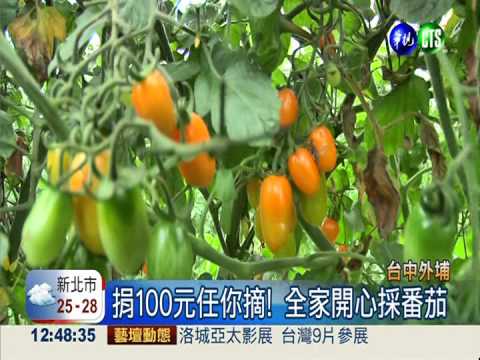 捐百元任你摘 愛心番茄園採果趣
