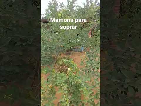 Mamona para soprar em Brejoes Bahia.