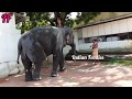 tiruchendur elephant coming out from room