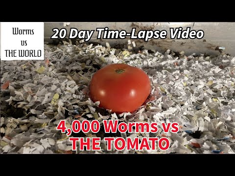 4,000 Red Wigglers vs THE TOMATO | 20 Day Time-Lapse Fast Playback