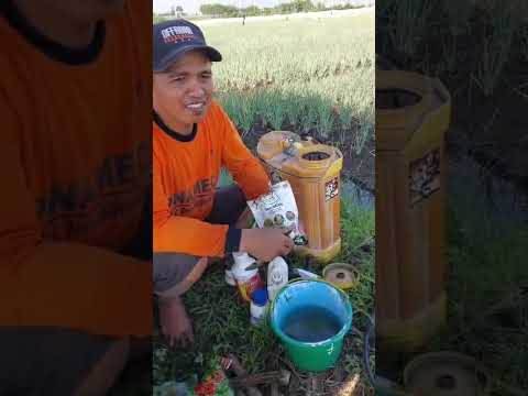 Kabar Baik dari Agen Probolinggo