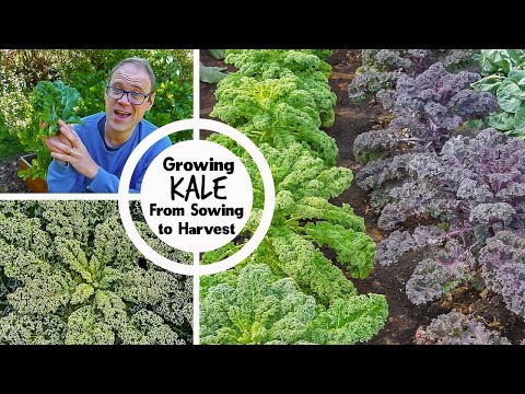 Growing Kale from Sowing to Harvest
