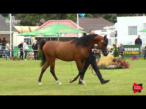 N.139 PACHECO K.A. - Strohen 2019 C European - 3 year old Colts (Class 8)