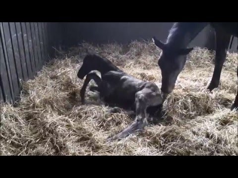 RPZ Fohlen 2016: Hengst von Millennium x Desperados x Rohdiamant (für mobile Geräte)