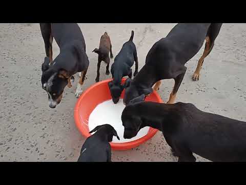 ❤Dogs feeding ❤