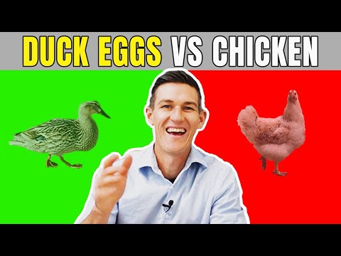 Are Duck Eggs Better Than Chicken Eggs? | Health Benefits of Duck Eggs