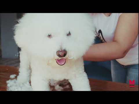 Миниатюра изображения товара Машинка для стрижки шерсти Moser Rex mini 1411-0060 / 1411-0062