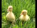Cute Ducks