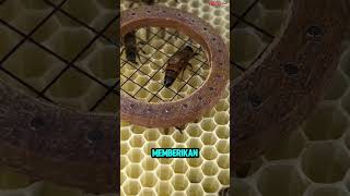 Download lagu This Is How a Queen Bee Is Marked! 🐝😳 mp3