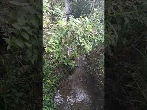 Miranda cauca sequía enseguida de entrada a la elvira