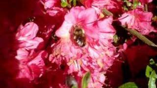 Magnetismo--meagan and ariel :D