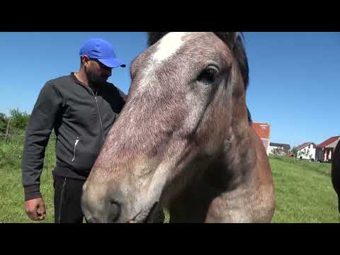 Caii lui Zoli de la Mediesu Aurit, Satu Mare - 2023 Nou!!!