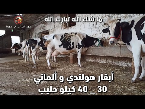 , title : 'أفضل مزرعة أبقار هولندي و ألماني بالمنطقة || حليب من 30 إلى 40 كيلو || مزرعة العم أبو صبوح الحريري'