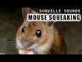1 Hour Of Mouse Squeaking Animal Sounds With Peter Baeten