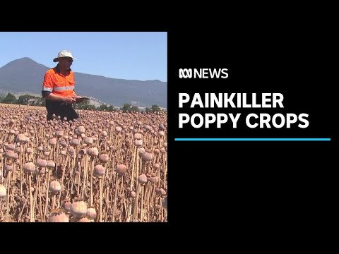 Australia's island of poppies rides booms and busts of global painkiller business | ABC News