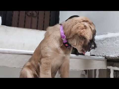 Le gustan los malditos - Bayron Fire ft Jowell & Jairo Vera