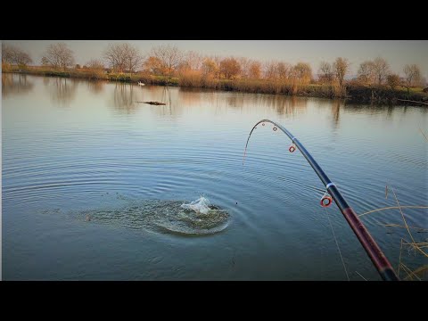 Pecanje šarana na plovak | Fishing Carp on float 02.03.2021.