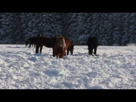 Pferde im Schnee