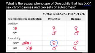 Sex Determination in Drosophila Melanogaster Explained