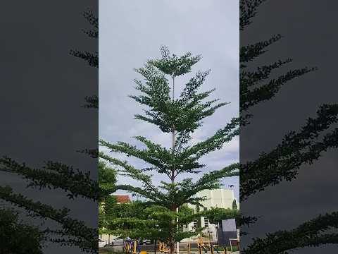 13/02/26,Dom Aquino, MT.#turismo #viagem #matogrosso #domaquino