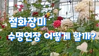 화훼농가 필수!! 절화장미 오래보려면 어떻게? 절화장미 수명연장기술