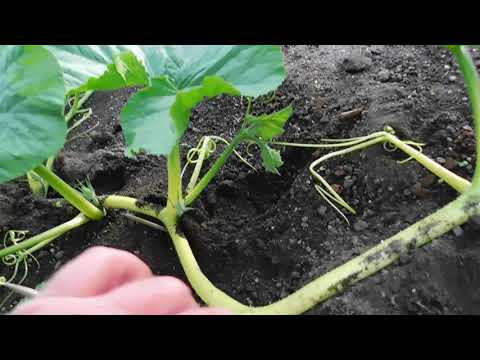 Grow Big Pumpkins Do NOT! cut off leafs at Pumpkin/Fruit position
