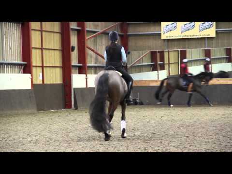 Millipops at AM dressage with Adam Kemp