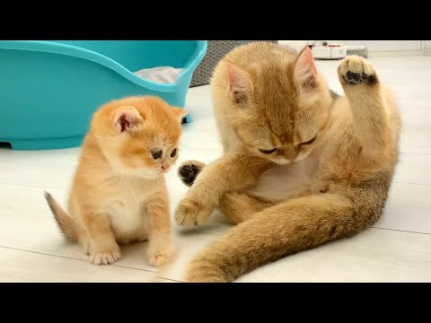 Adopted kitten learned to wash herself thanks to the lessons of mom cat