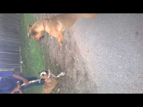 caini dela ungra ! :)))