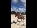 My Horse Mate