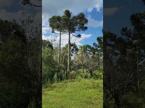 CASARÃO NO INTERIOR DE LEBON RÉGIS.