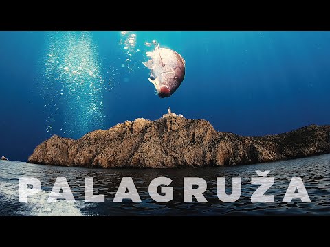 Palagruža 2020