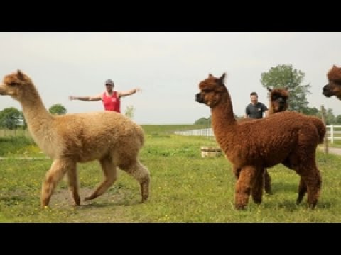 Professioneller Alpaka-Scherer auf Deutschlandtour