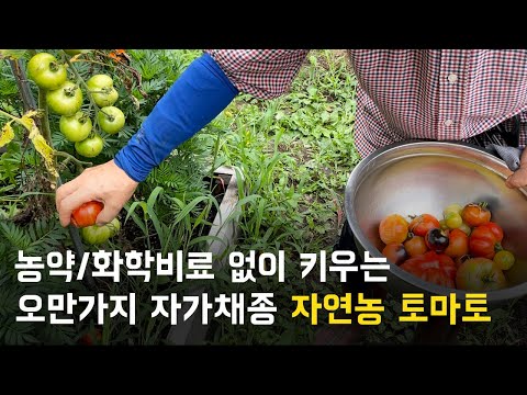 , title : '세상 다양한 자연농 토마토 | 농약없이 화학비료 없이 키우는 자가채종 토마토 | 토마토 어디까지 드셔보셨나요?'